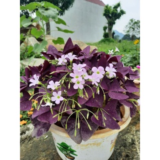 Củ hoa Bướm Đêm Oxalic