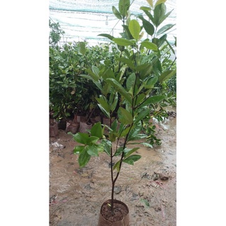Cherry Brazil cây giống ăn quả