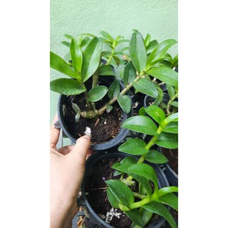 Phi điệp Hòa Bình lá mit