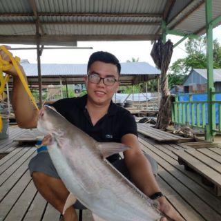 TINH MÙI CÂU CÁ TRA THAILAND MAYME