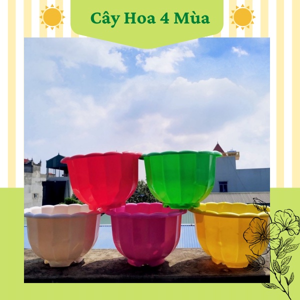 COMBO 10Chậu nhựa treo bí trồng cây hoa đủ các màu kích thước 21cmx15cm kèm dây treo