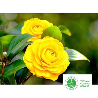 5 Hạt giống Trà My Nhật (tặng gói Kích nẩy mầm và Hướng dẫn) THUTHUY