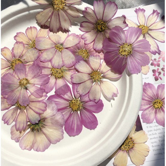 Giấy silicagel ép hoa khô