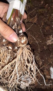 Củ mẹ huệ mưa kép(bao kép 100% gửi củ như hình)