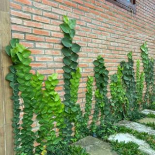 Cây 🌲 Kắt Kè ♌ leo tường.