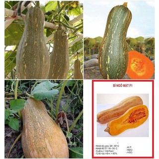 Hạt giống Bí Mật F1 - Bí Đỏ - Gói 10 hạt