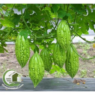 Hạt giống mướp đắng - khổ qua nảy mầm cực chuẩn