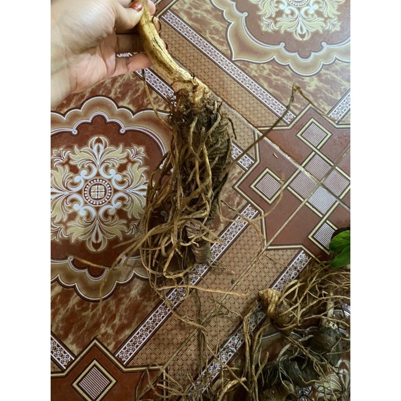 0.5 Lạng thất diệp nhất chi hoa - Củ rắn cắn