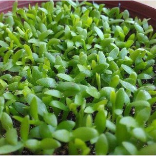 Hạt giống Cỏ may mắn { gói 1gram  tầm 500 hạt }