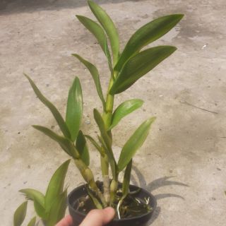 Hoa lan denro nắng bà liễu