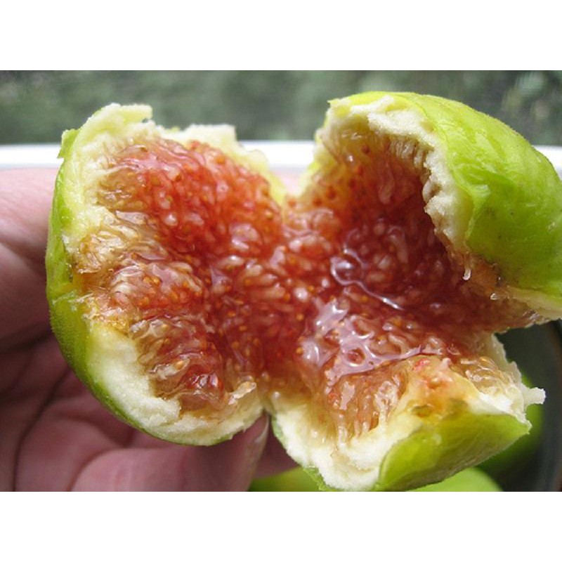 Hạt giống sung Mỹ (sung ngọt) 5 hạt/ gói