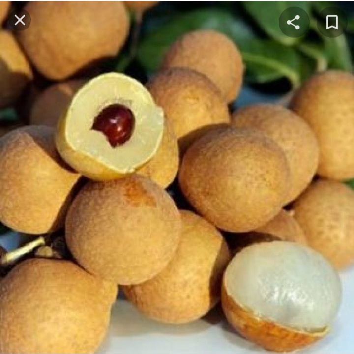 Vải thiều tươi đầu mùa  Trứng Trắng Thanh Hà thượng hạng - 1KGkg - hàng NGON HẠT NHỎ