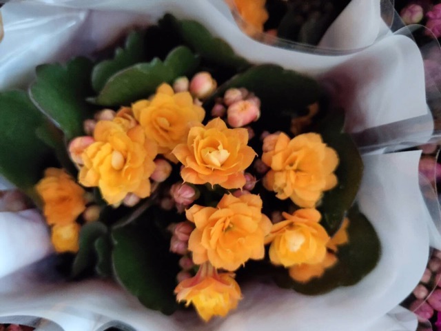 Sống đời kép siêu đẹp