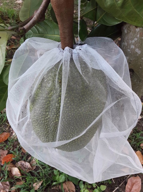 100 TÚI BỌC MÍT THÁI