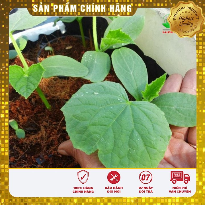 Hạt giống Dưa lưới xanh ruột đỏ quả oval ( 10 hạt)