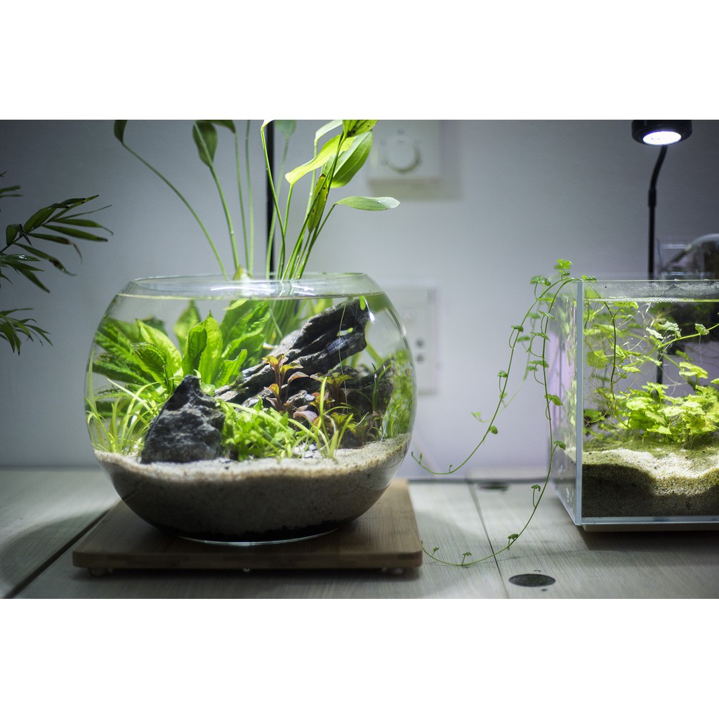 Bể cá thủy sinh mini để bàn Combo_CB1