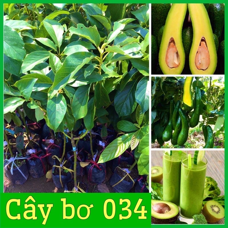 Giống bơ sáp 034 siêu quả