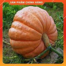 HẠT GIỐNG BÍ NGÔ KHỔNG LỒ LUCKY 5H