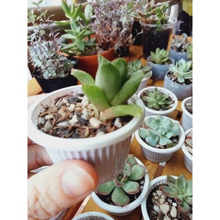 ☘️ Free ship ☘️ Sen đá thạch xanh mini ♥️