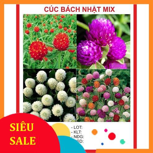 Gói 50 hạt giống cúc bách nhật mix màu TẾT KHUYẾN MẠI