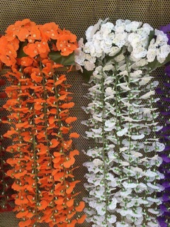 Lan vũ nữ dây treo tường