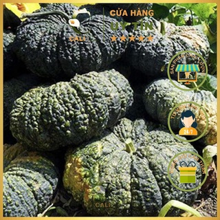 Hạt giống Bí Đỏ Da Cóc Rado 565 (5 hạt)
