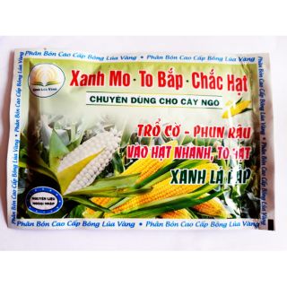 To bắp xanh mo chắc hạt dùng cho Ngô làm hạt