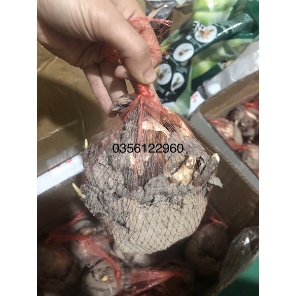 Củ hoa thuỷ tiên chất lượng già, mầm khoẻ kích thước hình ảnh thực tế.