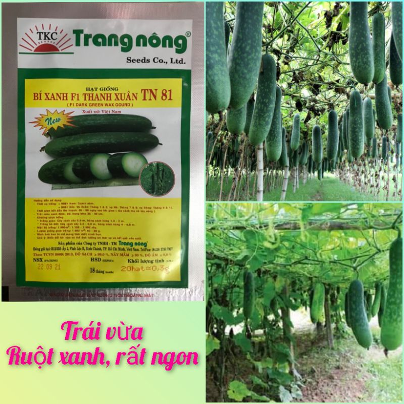 Hạt giống bí xanh F1, hạt giống rau củ quả dễ trồng gói 20 hạt