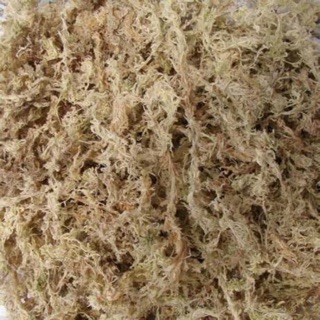 200g Rêu rừng Cao cấp  trồng Lan
