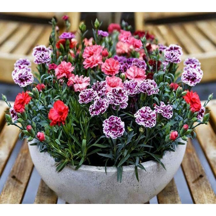 Hạt Giống Hoa Cẩm Chướng Chùm Mix Nhiều Màu Dễ Trồng Hoa Bền Đẹp