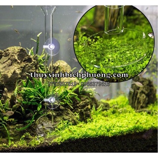 BỘ ỐNG CHÉN THUỶ TINH CHO TÉP ĂN