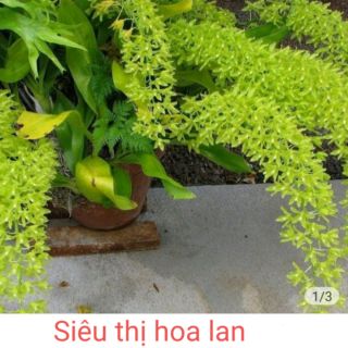HOA lan vũ nữ Hoàng hậu