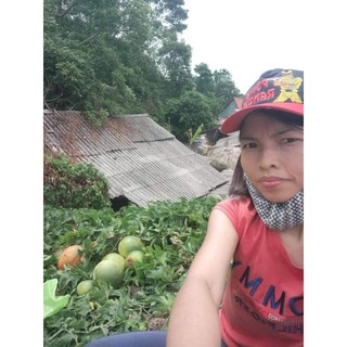 hạt giống gấc nếp