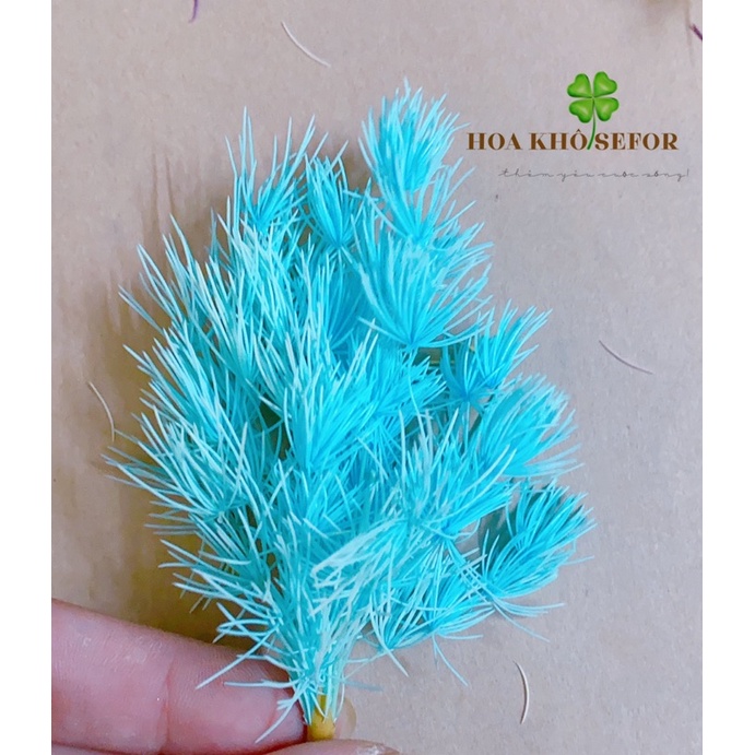 Tùng Nho, Tùng Bồng Lai khô trang trí resin, thiệp, tranh handmade...