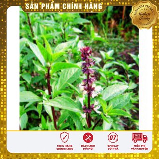 Hạt Giống Húng Quế 2Gram [Bán Sỉ]
