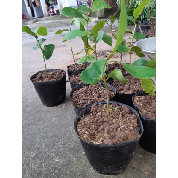 Cây bàng ta  chuẩn ảnh cây cao từ  20 tới 45cm