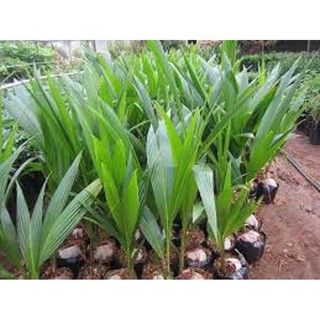 cây giống DỪA XIÊN LÙN siêu quả - cây giống chuẩn F1