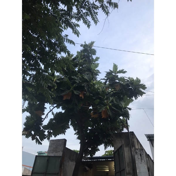 Lá sake khô 500gr ( khô tự nhiên)