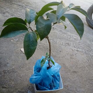 Cây Lan tỏi (Hồng Anh) ảnh thật ở cuối