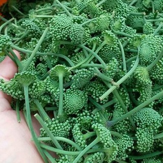 Nụ tam thất bao tử khô 500g