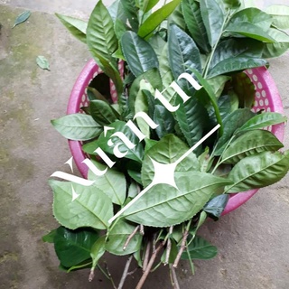 lá trà (chè) xanh tươi cả thân cành