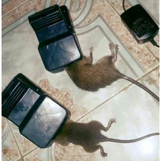 Bẫy bắt Chuột diệt chuột hiệu quả