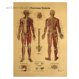 Poster hình cấu tạo cơ thể người dán tường phong cách vintage sinh động