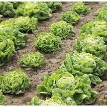 Hạt Giống Xà Lách Búp Đăm, Cuốn Búp Chắc, Kháng Bệnh, Chịu Mưa - Phú Nông Seeds -Key: Đất sạch, Phân Bón, Hữu Cơ, Xơ Dừa