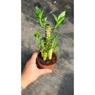 Cây Trúc Phát Lộc 💖FREESHIP💖 Cây Phát Lộc Để Bàn Mang Lại May Mắn Tài Lộc