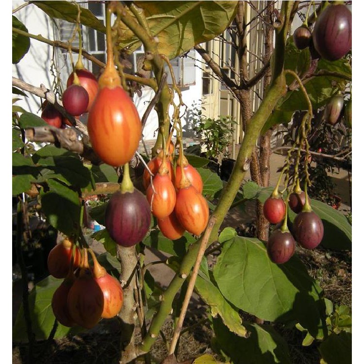 Hạt giống cà chua thân gỗ tamarillo 10 hạt -TẶNG viên 5 nén ươm hạt giống