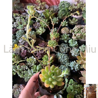 Sen Đá Thược Dược 🌿🌿🌿 Size Bầu