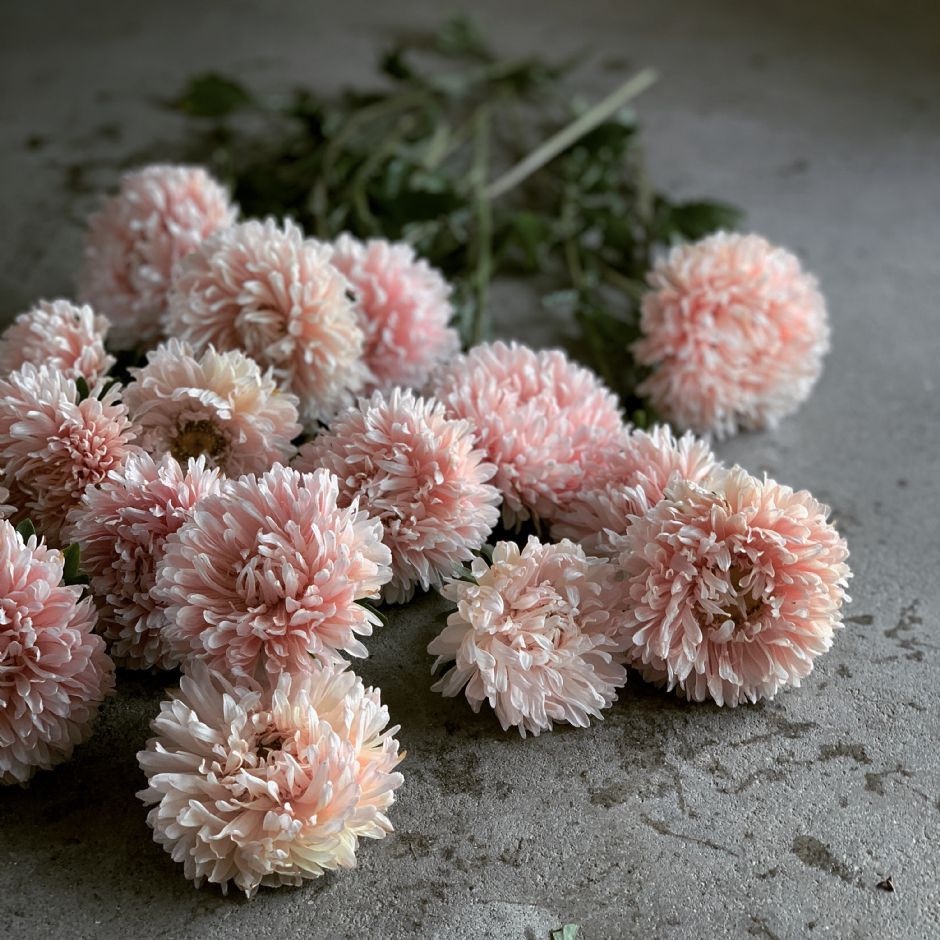 HẠT GIỐNG CÚC MAGIC CHAMIOS