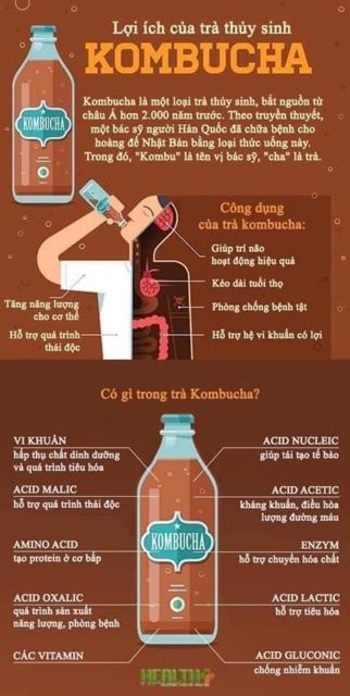 Nấm KOMBUCHA Nấm Thuỷ Sâm SCOBY KOMBUCHA